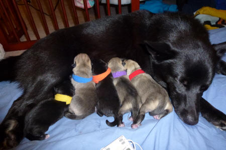 Norwegian Buhund Puppies, 1 day old