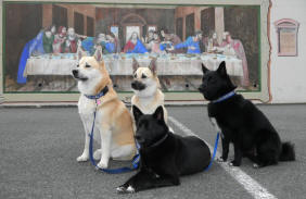 4 Norwegian Buhunds waiting for supper - Sequim WA