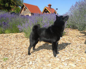 CH Trollheimen Jaksi Koli - Black Buhund in a Lavendar Field