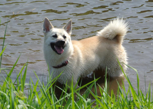 Bergie the Norwegian Buhund cooling her heels on a hot summer day