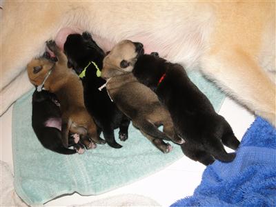 5 3 day old Norwegian Buhund Puppies having Lunch