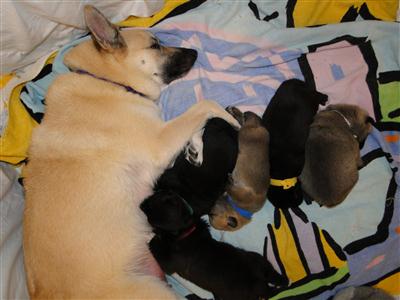 2 week old Norwegian Buhund puppies after a big lunch
