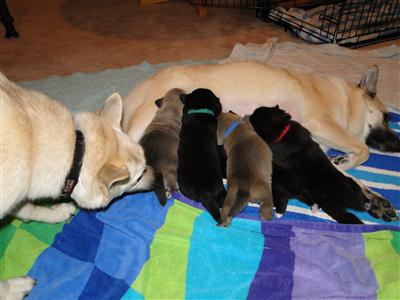 C Litter Norwegian Buhund Puppies and their cousin.