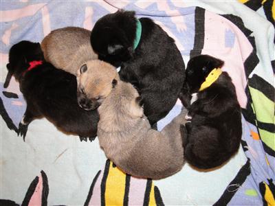 A pile of 14 day old norwegian buhund puppies
