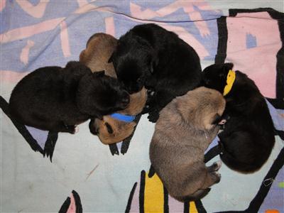 Another pile of 14 day old norwegian buhund puppies