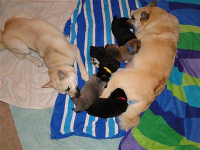 Cousin Buhund takes over some of the puppy cleaning duties