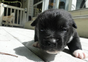 Black Buhund Puppy stalking the camera.  Black - 2 1/2 weeks old