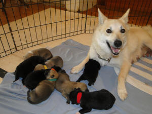 Norwegian Buhund Puppies - 5 Days old