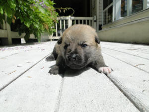 Norwegian Buhund Puppy in the Sun : Green at 2 1/2 weeks