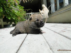 Norwegian Buhund Puppy in the sun with Mom: Green at 2 1/2 weeks