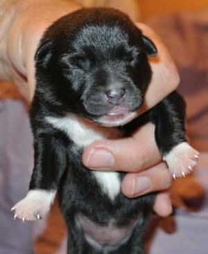 Norwegian Buhund Puppy - 8 days old