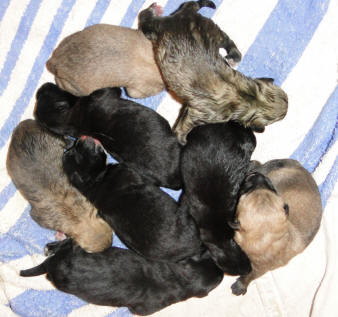 Anika Puppies