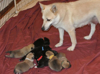 Nika the Norwegian Buhund with inspecting her 9 day old puppies