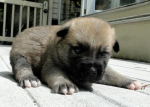 Norwegian Buhund Puppy pretending to be a Pug - Tan at 2 1/2 weeks
