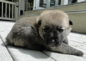 Wheaten Norwegian Buhund Puppy in the sun.  Yellow at 2 1/2 weeks.