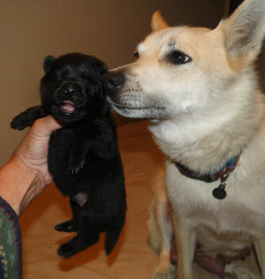 Blue the Buhund Puppy - 12 days old