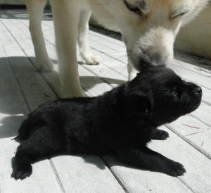 Buhund puppy being encouraged to crawl.   Blue at 2 1/2 weeks.