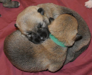 Two 8 day old Norwegian Buhund puppies cuddleing.