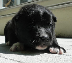 Black Norwegian Buhund Puppy in the sun : Orange 2 1/2 weeks old