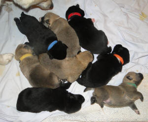 A pile of norwegian buhund puppies - 12 days old
