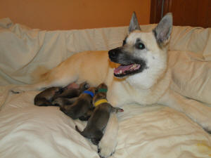 First meal for a litter of Norwegian Buhund Puppies. 