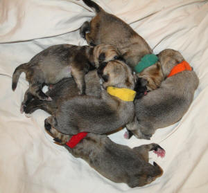 Norwegian Buhund Puppies - Only a few hours old
