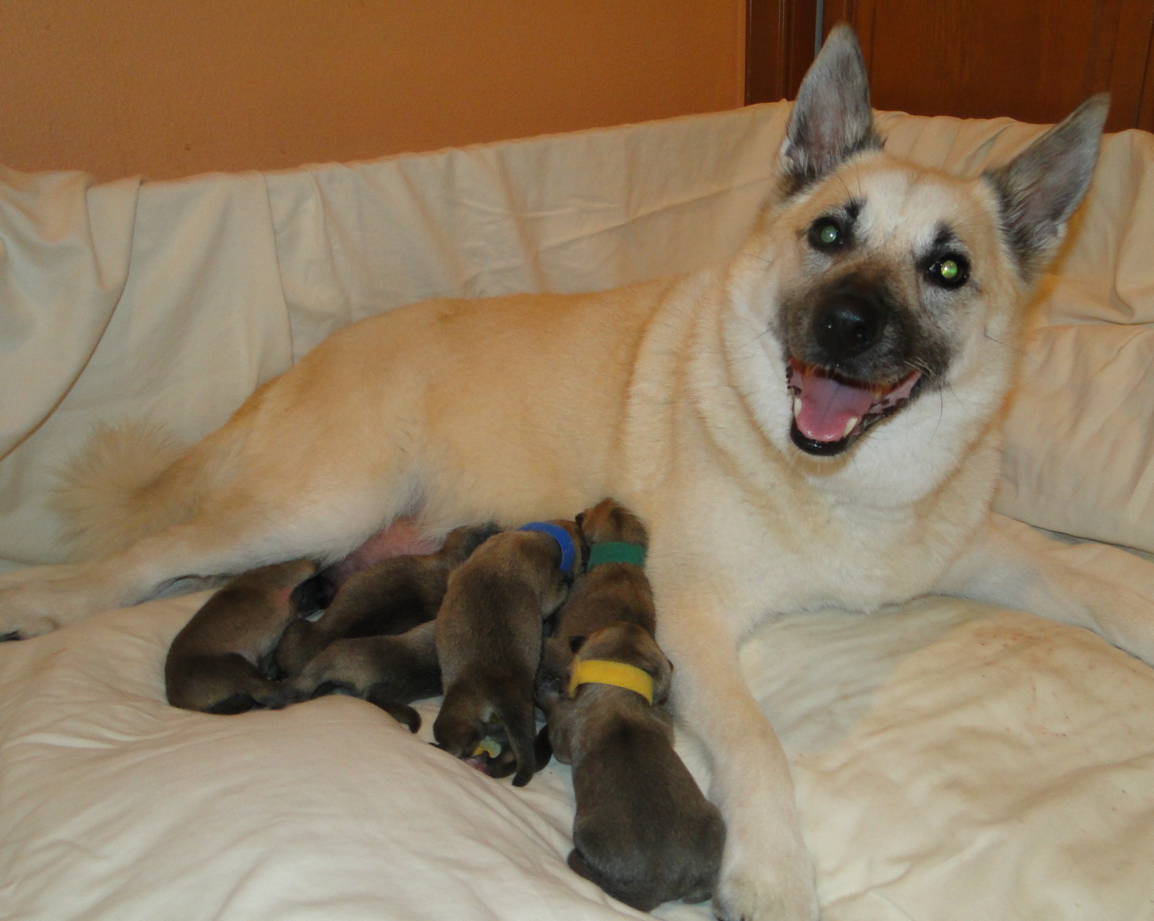 Norwegian Buhund Litter - 1 day old