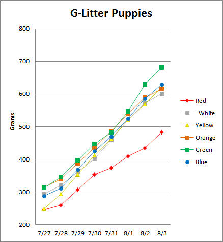 Buhund Puppy Weights - G Litter - Day 7