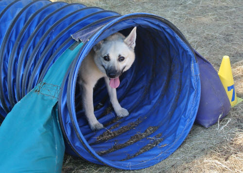 Bergie the Norwegian Buhund hiding from the heat in an agility tunnel