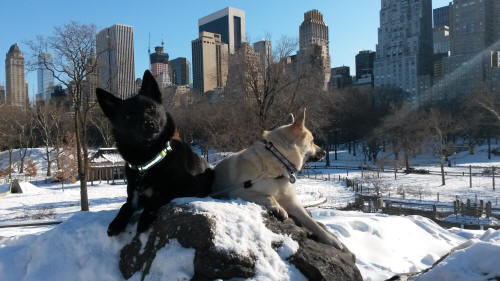 Binna and Chewie the Norwegian Buhunds in Central Park prior to Westminster dog show, 2013
