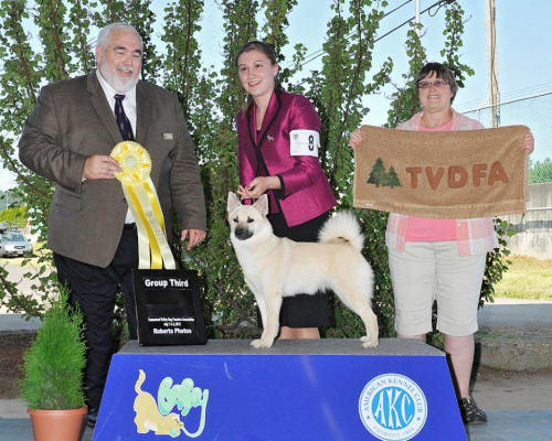 Chuck Murray Cehalis July 7 - GCH Jotunn Bella Binna Herding  Group 3