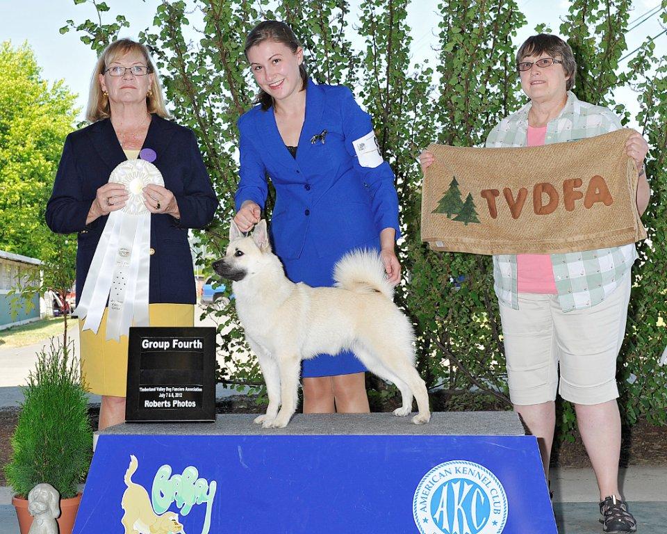 Norwegian Buhund Jotunn Bella Binna Herding Group 4, July 8 2012