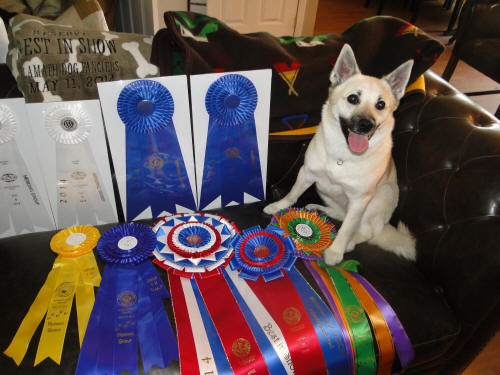 Binna the Norwegian Buhund and some of her many ribbons