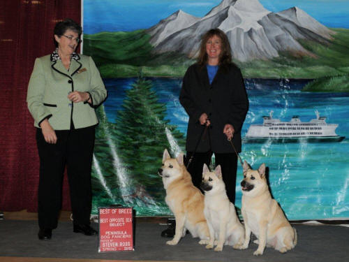 Bremerton WA March 2012 - Norwegian Buhunds Kaare, Binna, Sophie