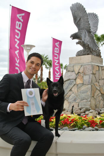 Chewie the Norwegian Buhund with his handler Trevor, and Eukanuba dog show, 2013