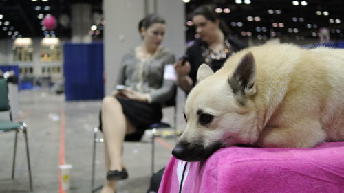 Binna the Norwegian Buhund waiting for group to start at Eukanba dog show, Dec 2013