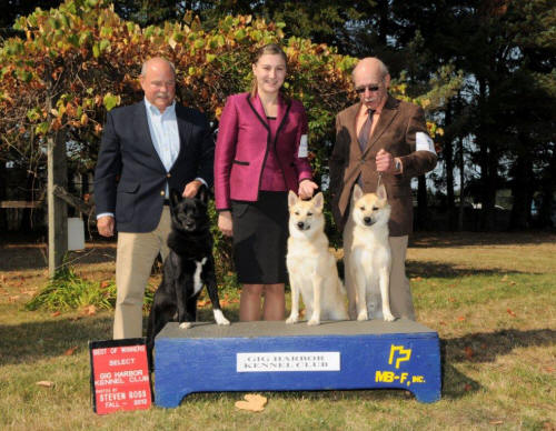 Norwegian Buhunds - Port Gamble Fjord's Axsel, Annika, Anders