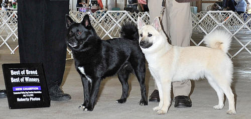 Norwegian Buhund Trollheimen Jaksi Koli - new AKC CH