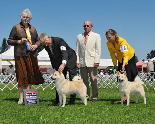 Norwegian Buhunds Anders and Annika - Judges  Marlena Mathews and Gary Stiles