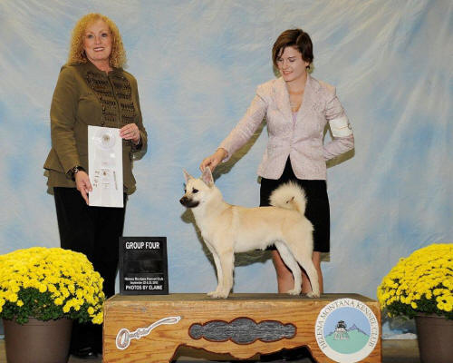 Helena Montana Herding Group 4 Sept 23 2012, GCH Jotunn Bella Binna 