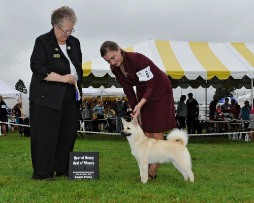 Norwegian Buhund Jotunn Gnipa  Bergitta